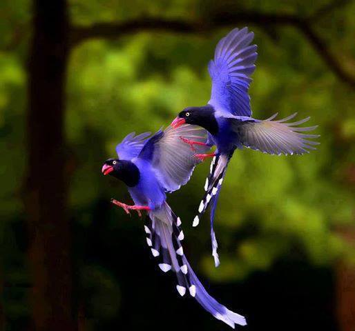 Blue Magpies